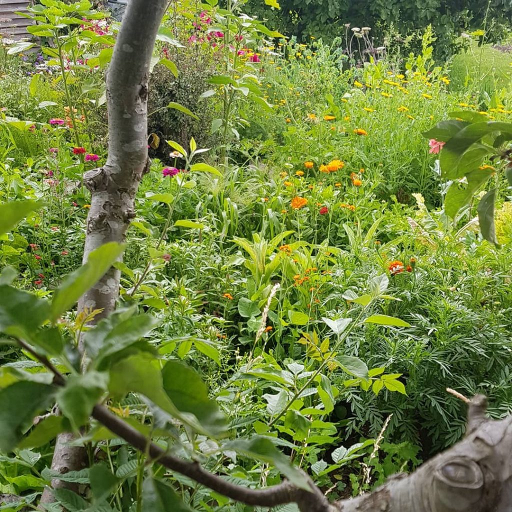 More allotment flowers