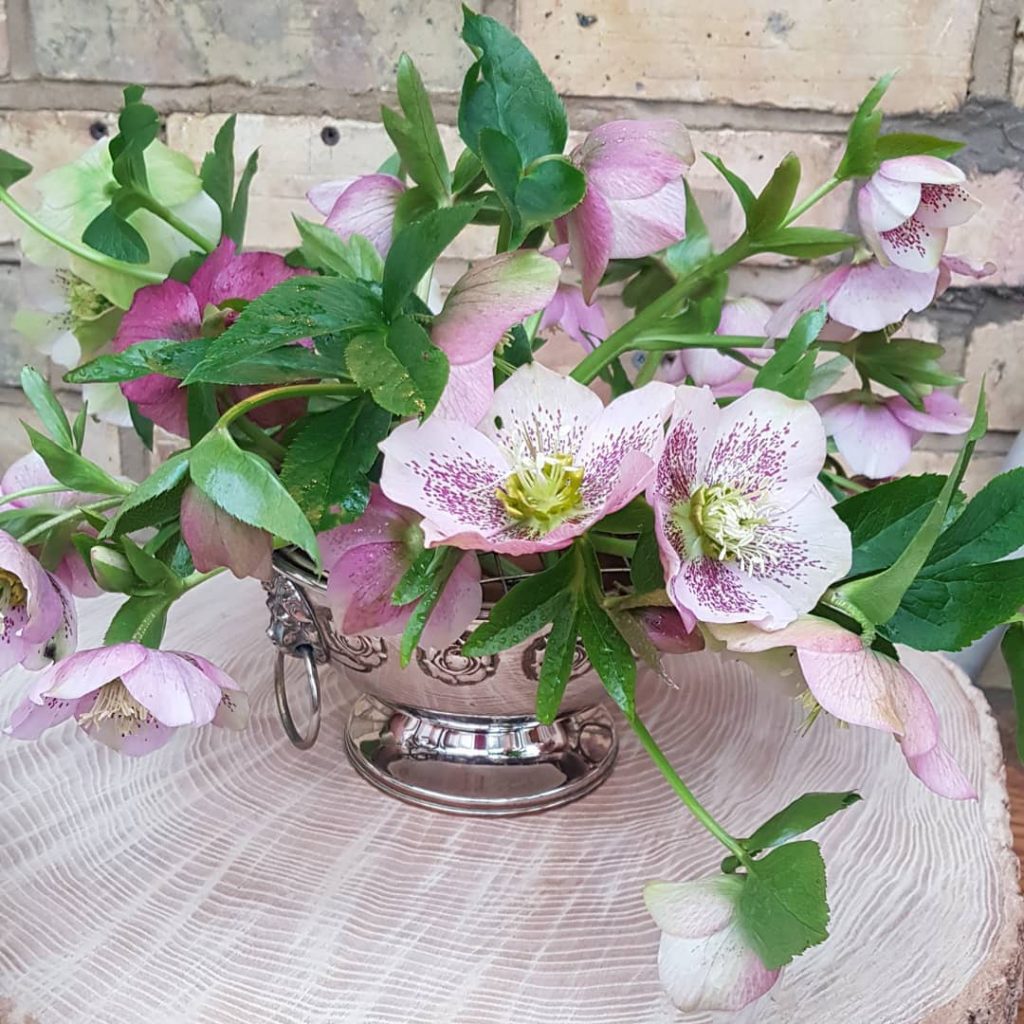 Helleborus Orientalis