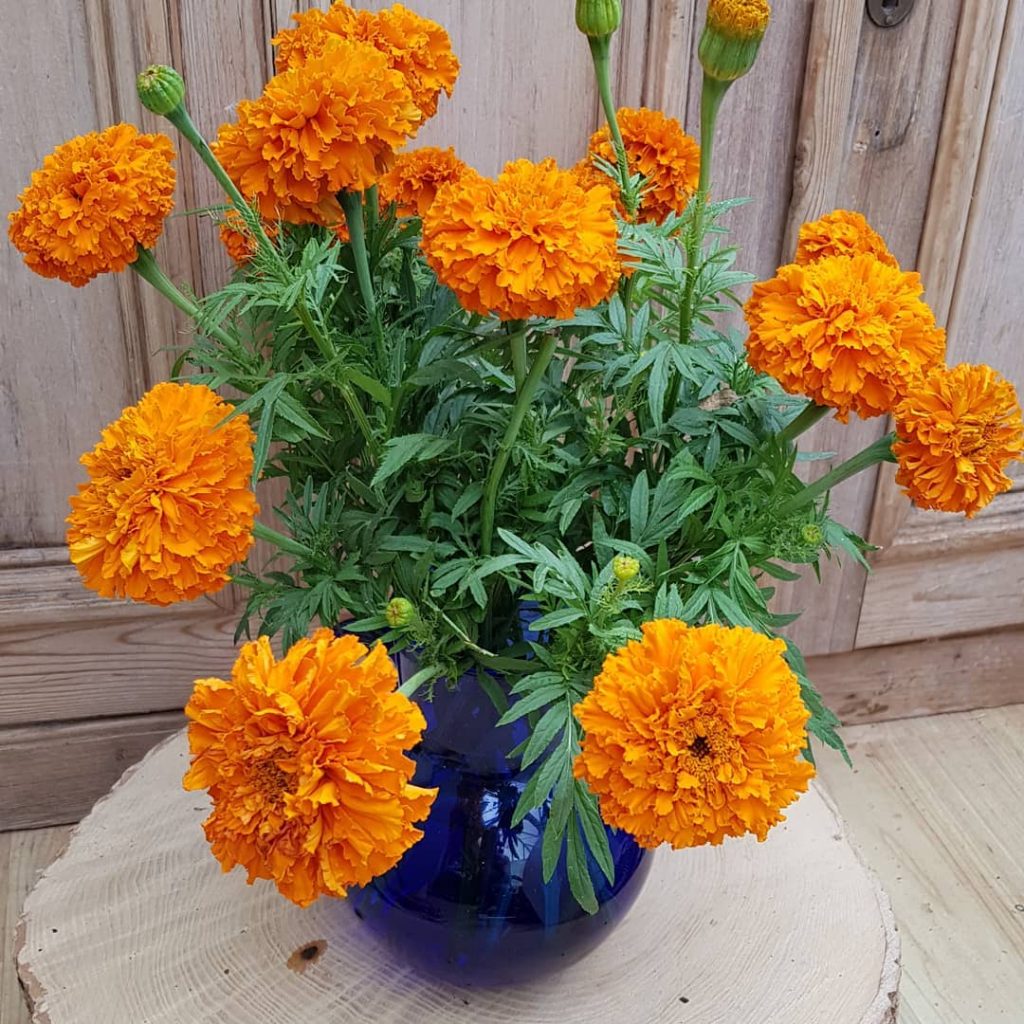 Marigold Aferican Kees Orange