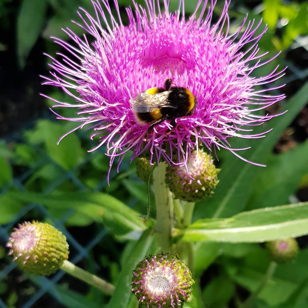 Melancholy thistle Flower Growing