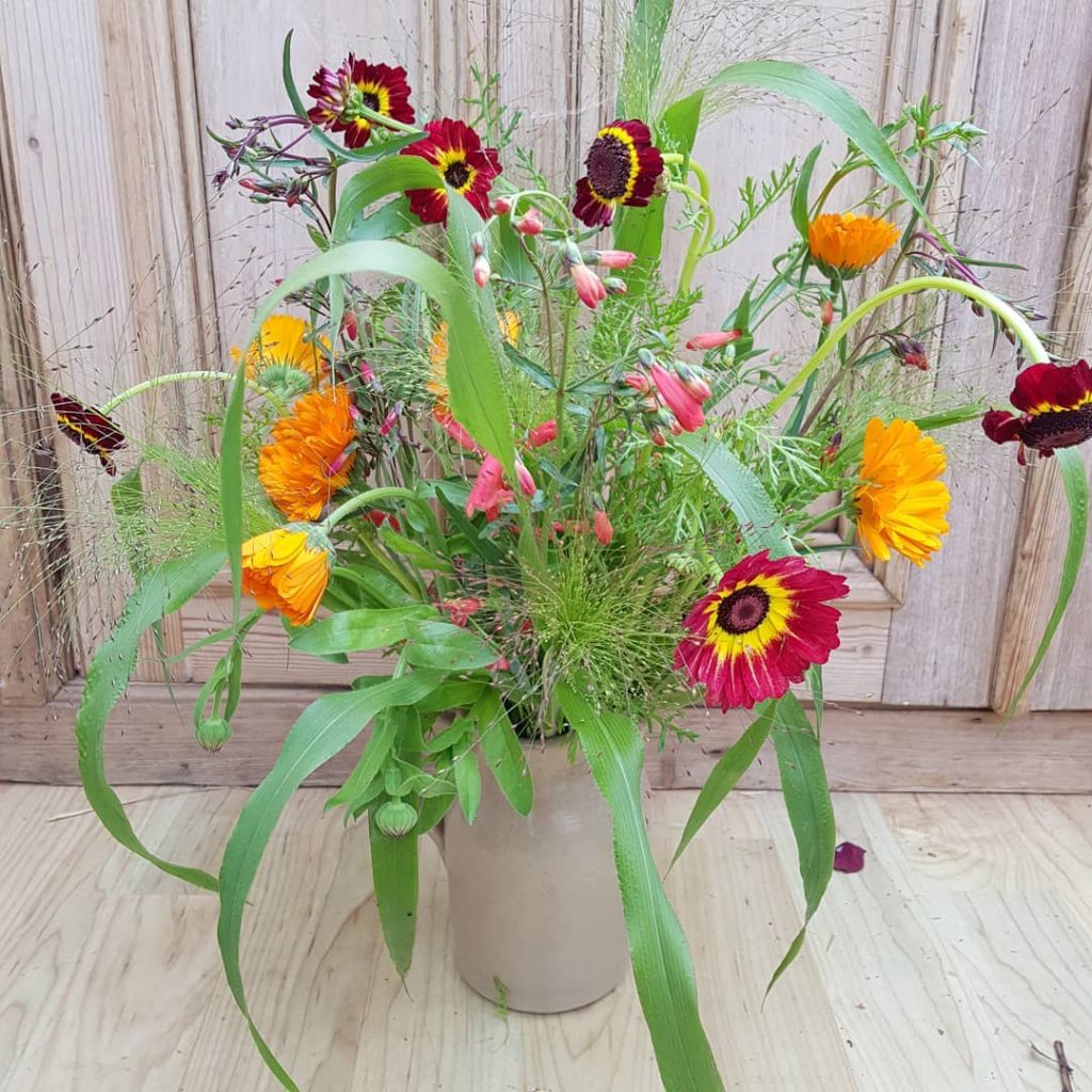 Penstemon twizzle red