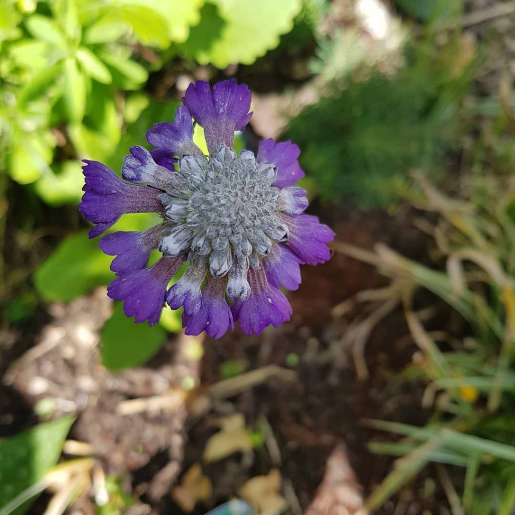 Primula Noverna Deep Blue