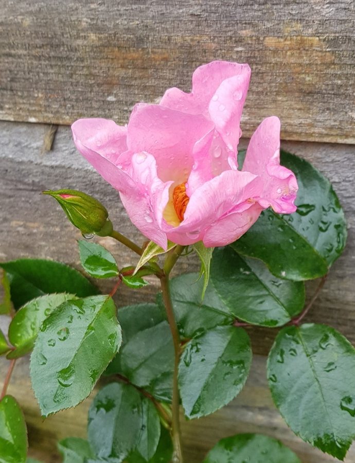 Rose still in flower