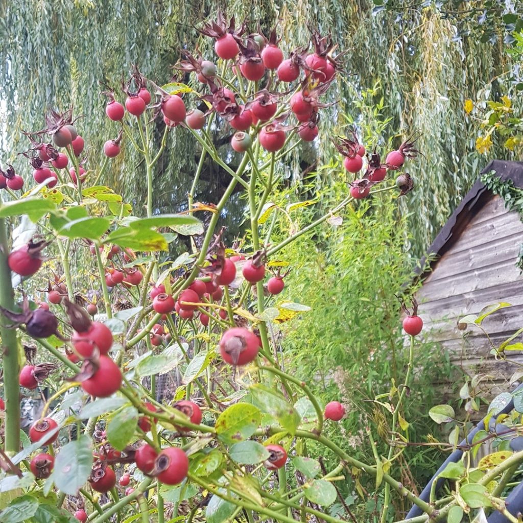 Rosehips