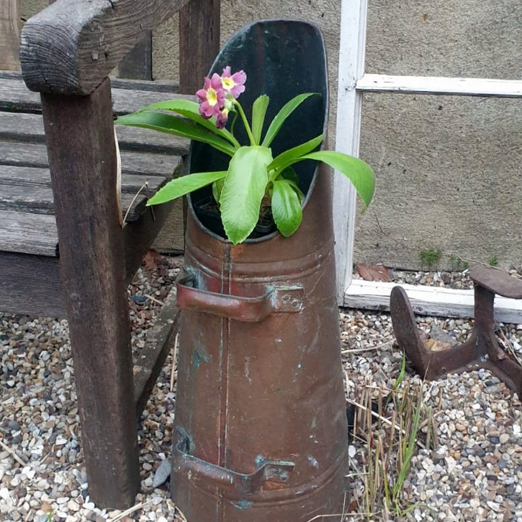 Primula Auricula Douglas Prize