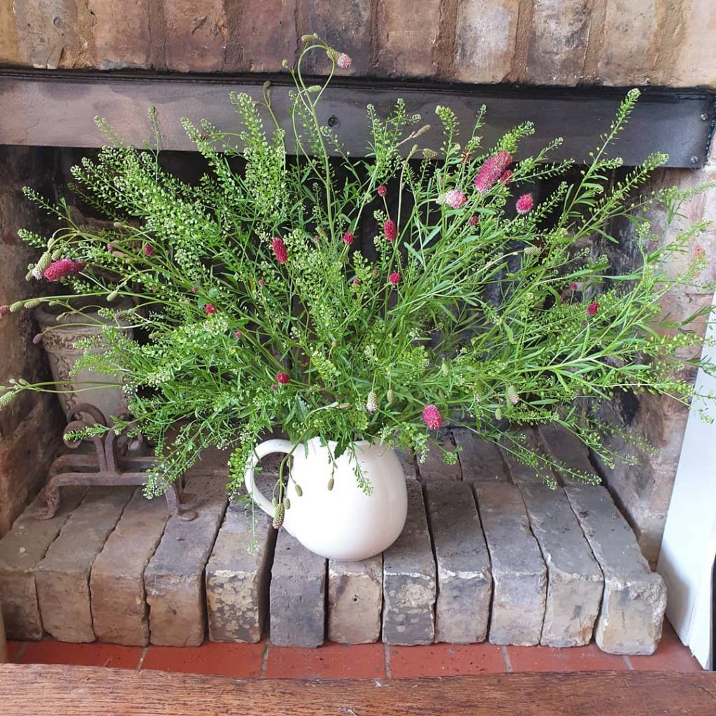 Sanguisorba officinalis and Thlaspis arvensis