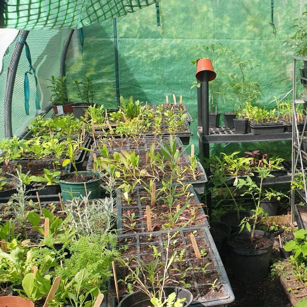 Plants more advanced this year