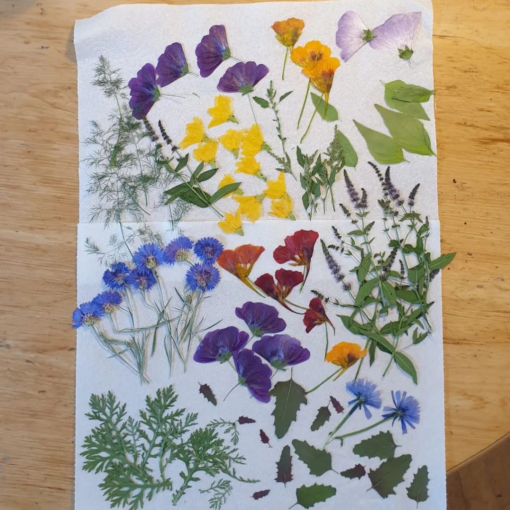 More pressed flowers for cakes