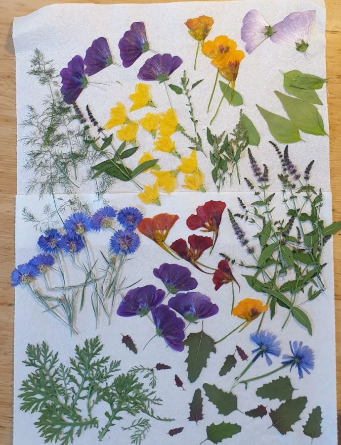 More Pressed Flowers for Cakes