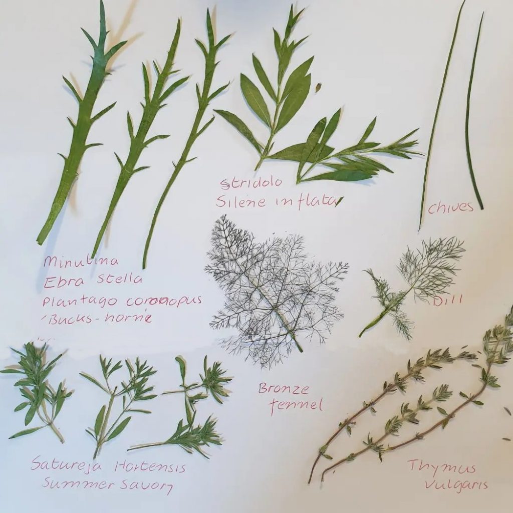 Very useful foliage for cakes