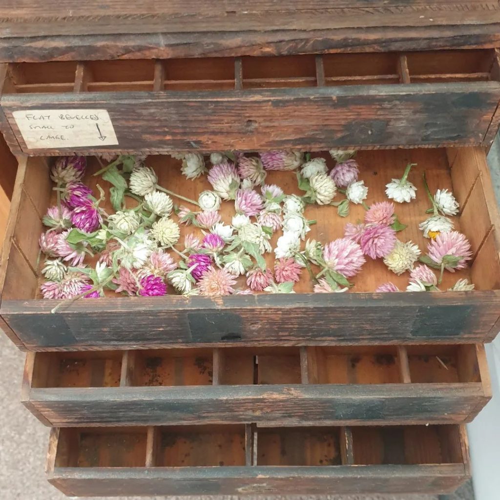 Gomphrena and Ammobium alatum